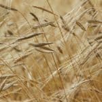 Demonización de los productos con Gluten