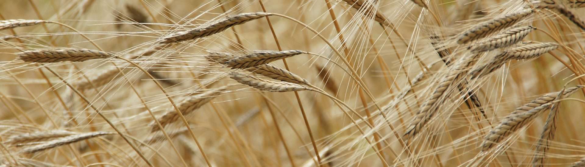 Demonización de los productos con Gluten