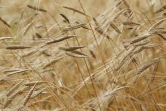 Demonización de los productos con Gluten