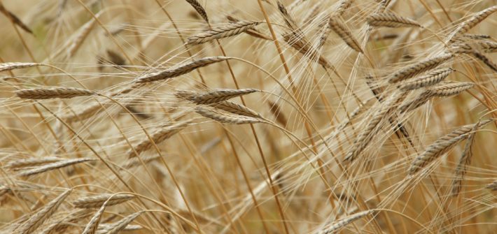 Demonización de los productos con Gluten